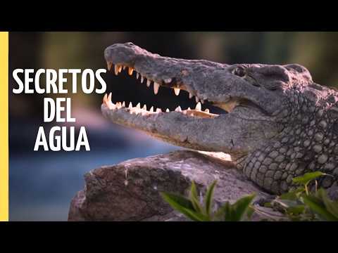 De Insectos a Cocodrilos: La Batalla por Sobrevivir en el Agua | Episodio Completo