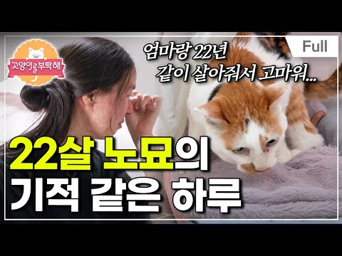 [Full] 고양이를 부탁해 - 22살 노묘의 기적 같은 하루