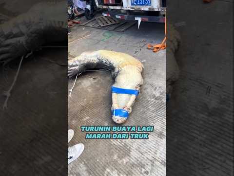 Resiko menurunkan buaya dari truk pengangkut #carapotong #buaya