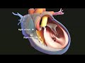 Functions of the Cardiovascular System