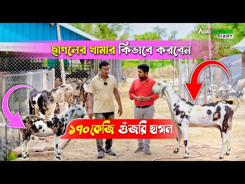 লাভজনক ছাগলের খামার করার সহজ উপায় | Goat Farming | New Goat Farm | 170kg গুজরি ছাগল | Goat Farm