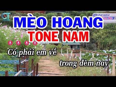 Karaoke Mèo Hoang Tone Nam ( C#m ) Nhạc Sống Mới | Karaoke Đồng Sen