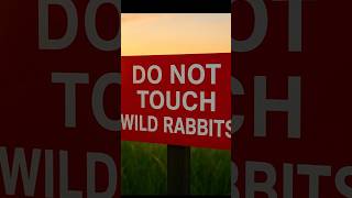 Rabbits With ‘Tentacles’ Spotted in Colorado – Experts Warn About Mysterious Virus