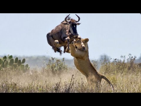 Kenia Salvaje: La Lucha de Vida y Muerte en el Corazón de África