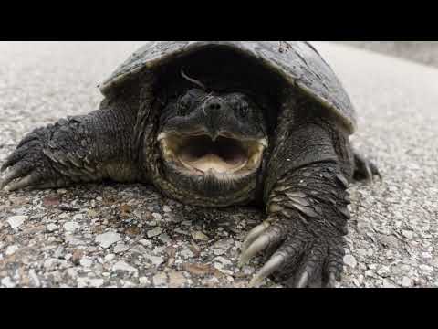 Common Snapping Turtle: The Fierce Freshwater Survivor