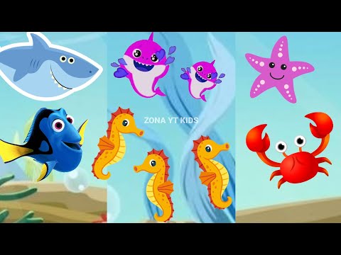 Dolphin show Baby Shark Dance at Ocean with Animals Sea | Kids song Nursery rhymes toddlers video