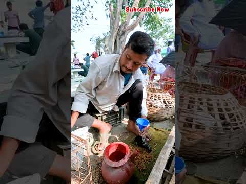 কবুতর বাচ্চাকে খাবার খাওয়ানোর পদ্ধতি #pigeon #kobutor #short #kabutor #pigeonshorts #kobutorshorts
