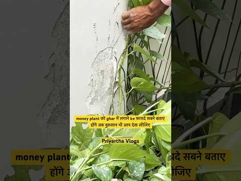 पूरी दीवाल ख़राब हो गई 😒😩 #youtube #trending #moneyplant #diwali #ytshorts