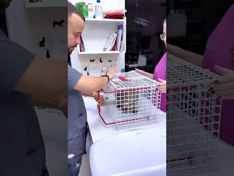 POV: Your cat thinks the vet is the Grim Reaper 👻🐈 #fyp #foryou #cat #cats #catshorts