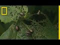 Exploring the Impact of Invasive Species