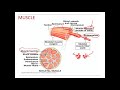 Muscle Structure and Function Concepts