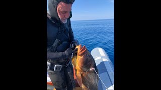 La Cernia e la Remora - Pesca in Apnea - Pesca Sub - Pesca Submarina -  Spearfishing