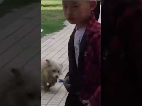 #pitbull attak#pitbull Wanted: look the owner is leaving?!