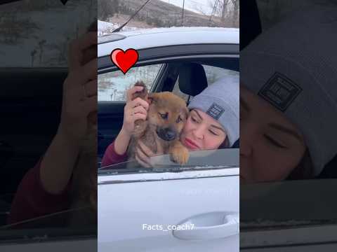 This Stray Puppy Will Melt Your Heart 🐾💖