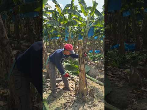 This guy shows off his skills in cutting bananas ?? #fruits #banana  #foodland