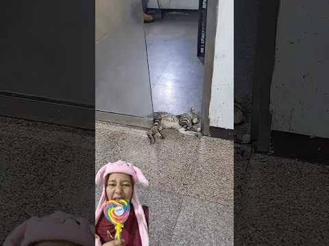 AWAS KUCING‼️ PINTUNYA MAU DITUTUP