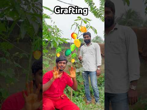 How to Grow 10 Different Mango Fruits on a Single Tree!#grafting