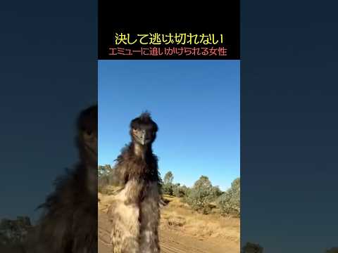 逃げ切ることなんてできない…