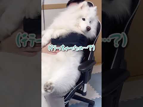 ゴミ出しに行くだけで寂しくて泣いちゃう大型犬が可愛すぎる! #サモエド #samoyed #生きるぬいぐるみ