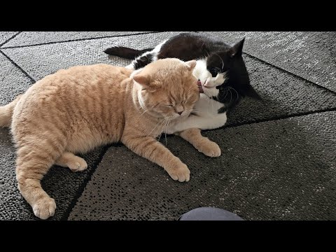 Cat Aggressively Grooms Other Cat