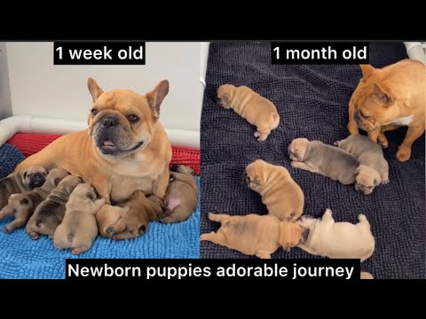 Adorable French Bulldog Newborn Puppies Transformation | Cute Babies Journey ❤️