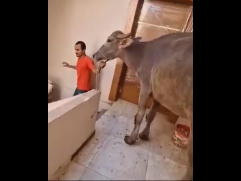 بينزلوا العجول بالونش ومن على سلم العمارة !!