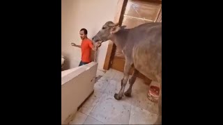 بينزلوا العجول بالونش ومن على سلم العمارة !!
