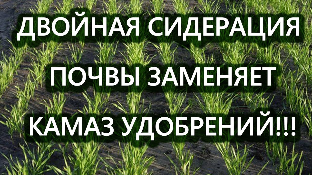 Двойная сидерация почвы заменяет камаз удобрений!
