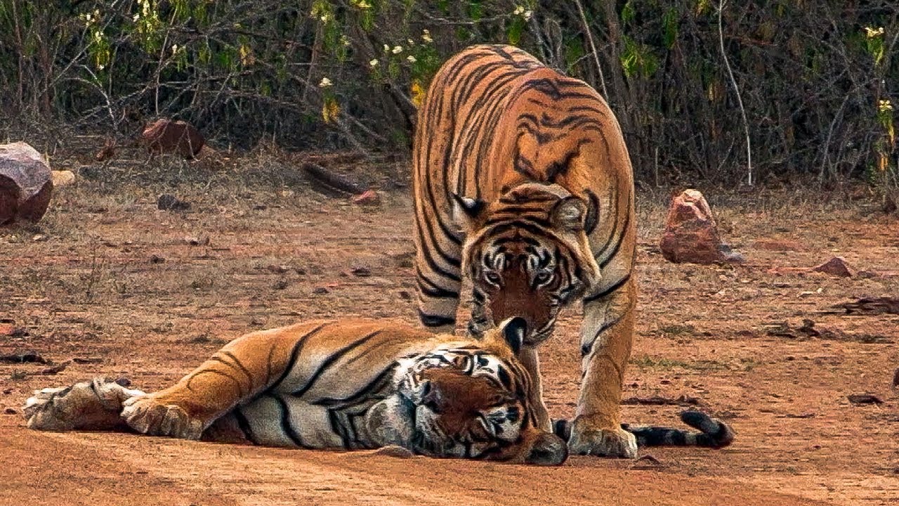 Courting Tigers form a Tight Bond BBC Earth