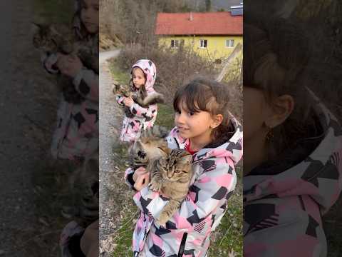 Kedimiz Kaçtı!#shorts #cute #cat #funny #youtubeshorts #keşfet
