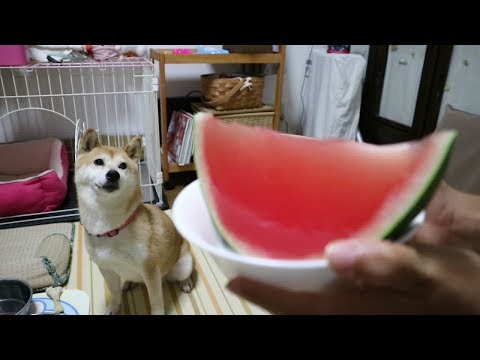柴犬小春　【とにかくよく喋るｗ】そしてスイカゼリーにかぶりつく！２０１８ver　Making Watermelon Jello for Koharu!