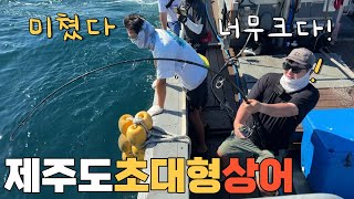 초비상! 이제 제주는 상어 밭!?산란 터!? 고기 잡으면 미친 듯이 달려들어요!! 모두 조심하세요!!!
