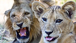 Wild LION Cubs Play | The Lion Whisperer
