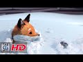Exploring the Themes of Friendship in 'A Fox And A Mouse'