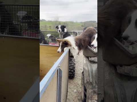 Mick the sheepdog is a very eager doggo! 🥰🐕 #sheepdog #dog #funnyanimals #farming #animal