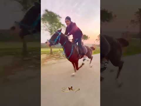 ماشاءالله السرعة #خيل #horse #shorts