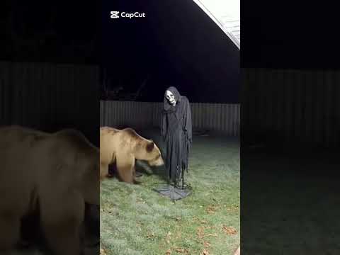 bear scared by halloween decoration 18
