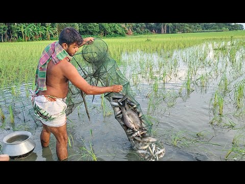 চায়না জাল দিয়ে মাছ ধরা। মনোমুগ্ধকর দৃর্শ্যর মাঝে সকাল বেলা প্রচুর মাছ ধরা। China jal 2024/fish video