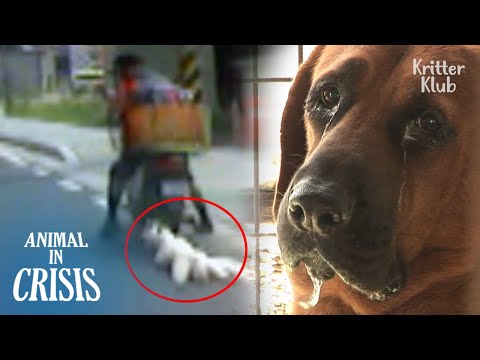 Dog Meat Farm Owner Plays The Role Of A Grim Reaper (Part 2) | Animal in Crisis EP268