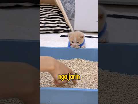 Pup Aja Harus Diajarin, Ini Kucing Apa Sultan?🫨