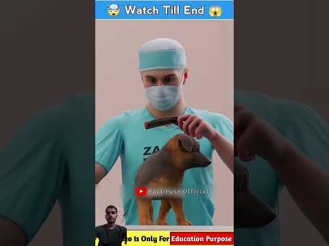 pappi ki poonch katne per kya hoga #facts #3danimation #animals #pets #viral #viralvideos
