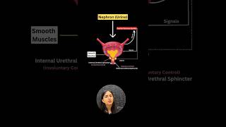 Micturition in 2 mins🤯| Release of Urine #shorts #study #biology #neet #ytshorts #youtubeshorts #yt