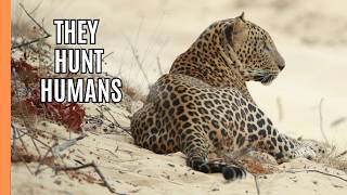 Man Eaters: When Leopards Hunt Humans | Full Documentary