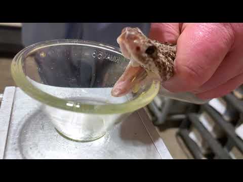 Venom extraction of South American Rattlesnakes (Crotalus d. terrificus) and Jim's snakebite story!