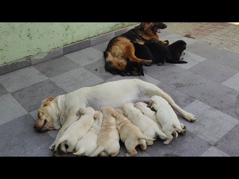 Labrador german shepherd puppy for Sale with KCI paper and microchip Champion pedigree