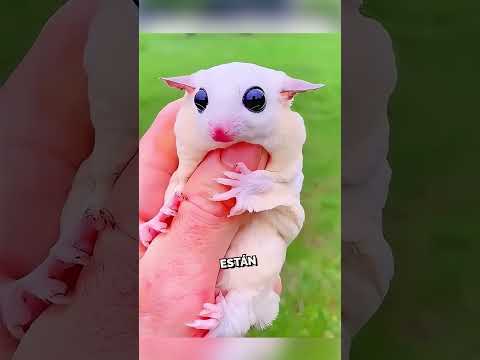 ¡Esta mujer adoptó un animal increíble! ❤️😍 #shorts #naturaleza #animales