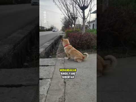Seekor anjing yang selalu menanti sahabat kecilnya pulang