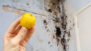 🔥30 Years Without Mold or Moisture! The Secret to Perfect Walls!