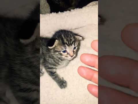 #cat