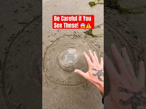 Be Careful if YOU See THESE on the Beach! #animals #nature #shorts